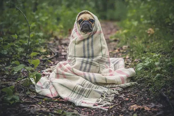 Dog covered in blanket