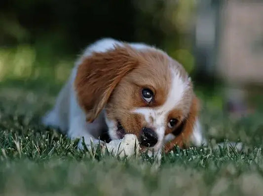 picture of dog on grass